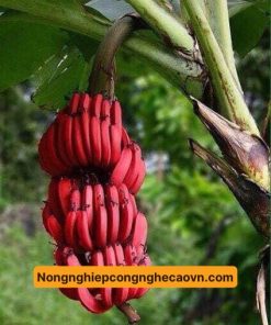 cây chuối đỏ
