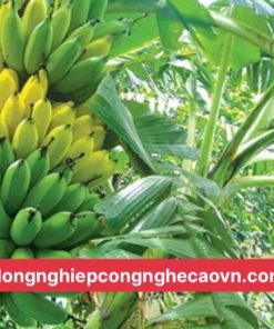 chuối tây