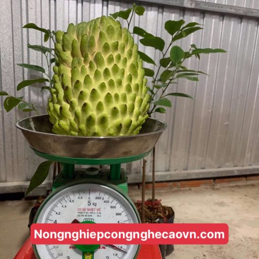 na sầu riêng
