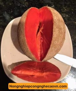 Hồng xiêm ruột đỏ