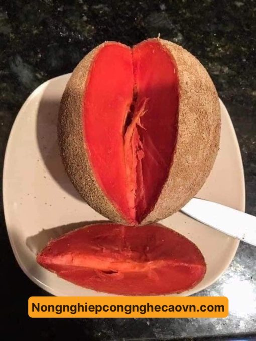Hồng xiêm ruột đỏ