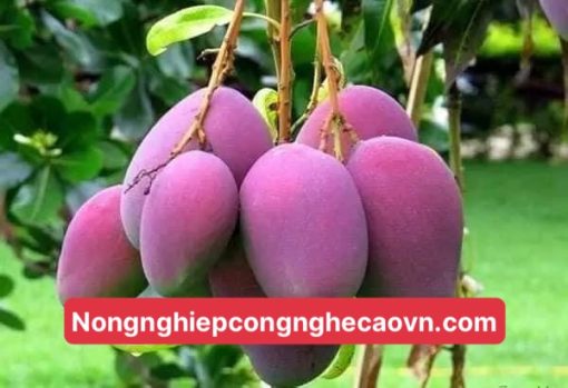 cây xoài tím