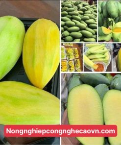 Cây xoài Đài Loan