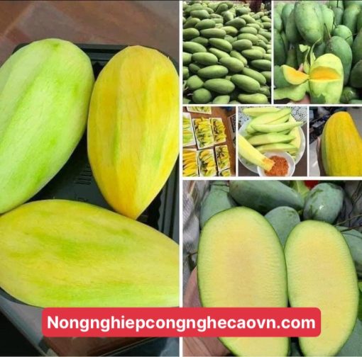 Cây xoài Đài Loan
