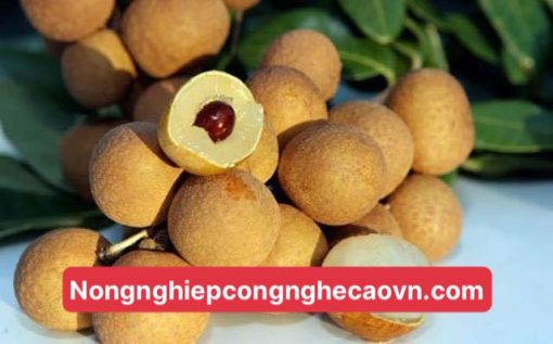 Nhãn T6 Hà Tây