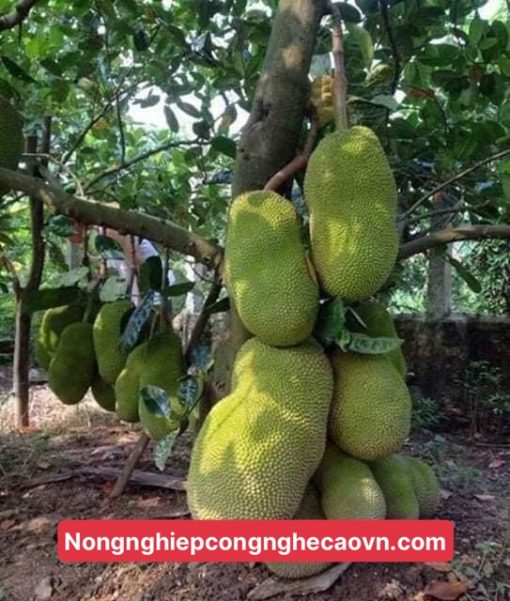 mít tứ quý
