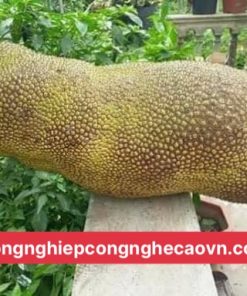 GIỐNG CÂY MÍT TRÁI DÀI MALAYSIA F1 CHẤT LƯỢNG