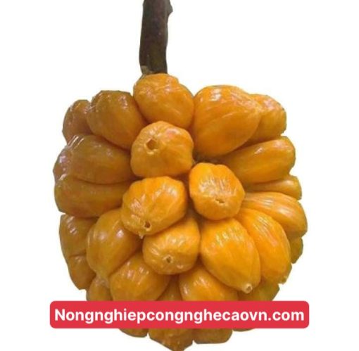 cây mít tố nữ