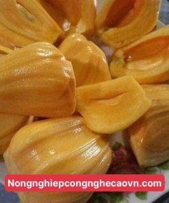 mít thái siêu sớm