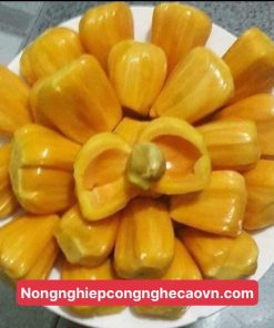 Mít nghệ tứ quý