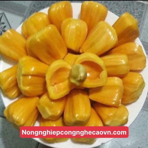 Mít nghệ tứ quý