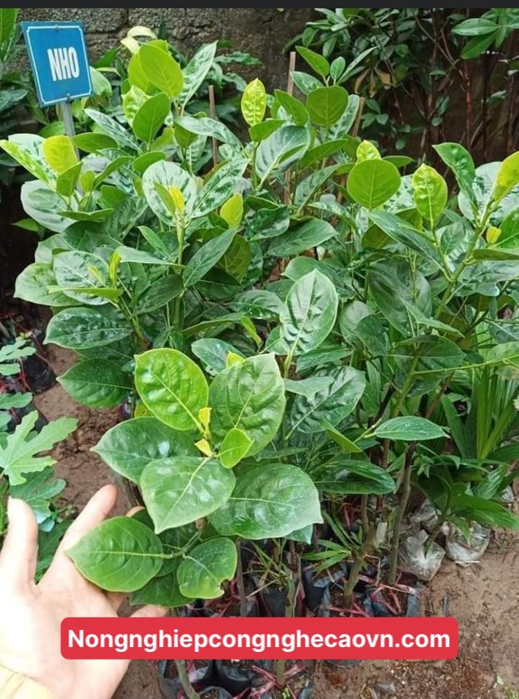 GIỐNG MÍT KHÔNG HẠT F1 NĂNG SUẤT, CHẤT LƯỢNG CAO