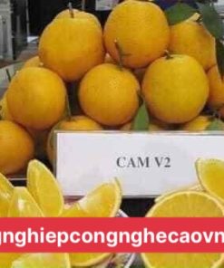cam V2