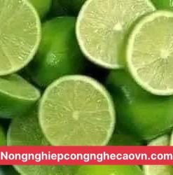 chanh không hạt