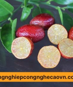 chanh đỏ