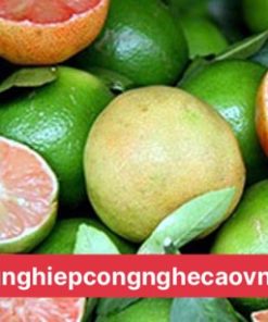 CÂY GIỐNG CHANH ĐÀO CHUẨN GIỐNG F1 CHẤT LƯỢNG