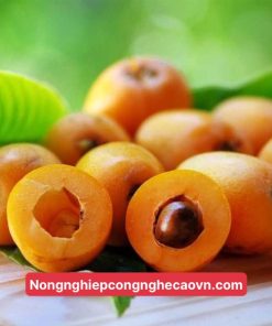 nhót nhật