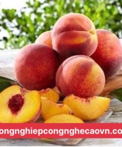 đào nhật bản