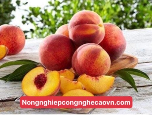 đào nhật bản