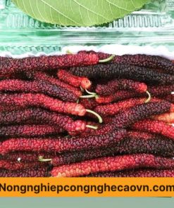 GIỐNG DÂU QUẢ DÀI ĐÀI LOAN F1 GIÀU DINH DƯỠNG
