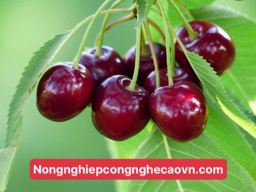 cherry