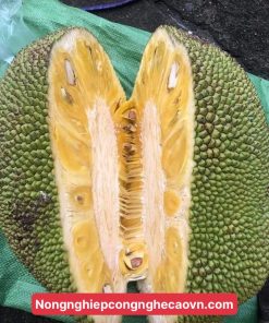 MÍT VIÊN LINH F1 Năng Xuất Cao, Nhanh ra trái.