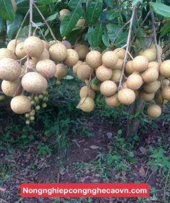 cây nhãn miền thiết