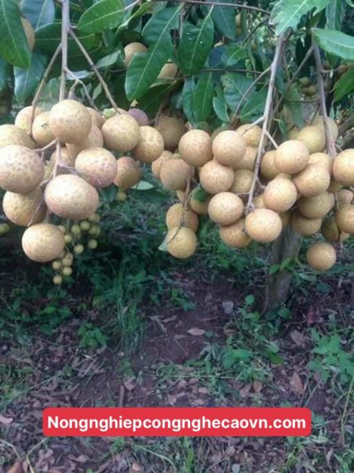 cây nhãn miền thiết