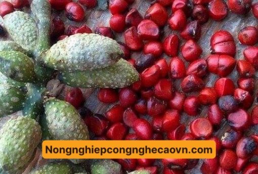 giổi xanh