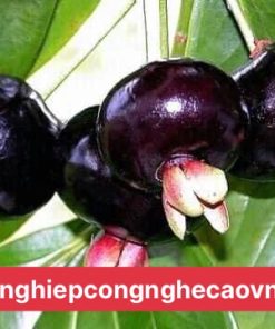 CÂY GIỐNG CHERRY BRAZIL mang lại kinh tế cao