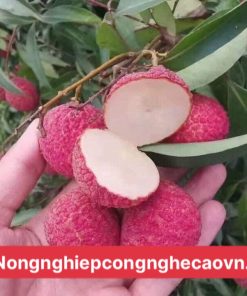 vải