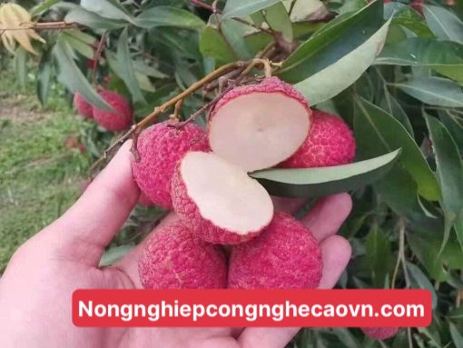 vải