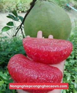 bưởi ruby