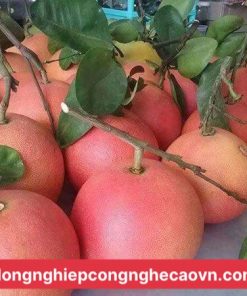 Bưởi đỏ Phúc Kiến