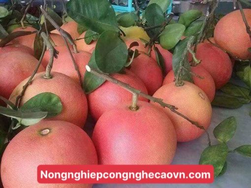 Bưởi đỏ Phúc Kiến