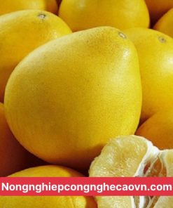 bưởi hương