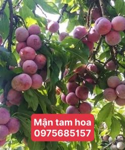 Mận Tam Hoa F1 Cho năng xuất cao, phù hợp khí hậu vn