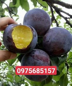 Mận Úc  cây giống F1 nhanh cho trái năng xuất cao.