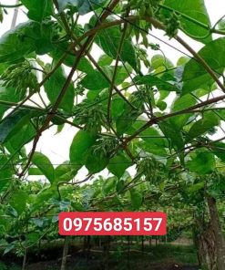 Thiên Lý Siêu Hoa - cây giống tốt, chất lượng đảm bảo 0975685157