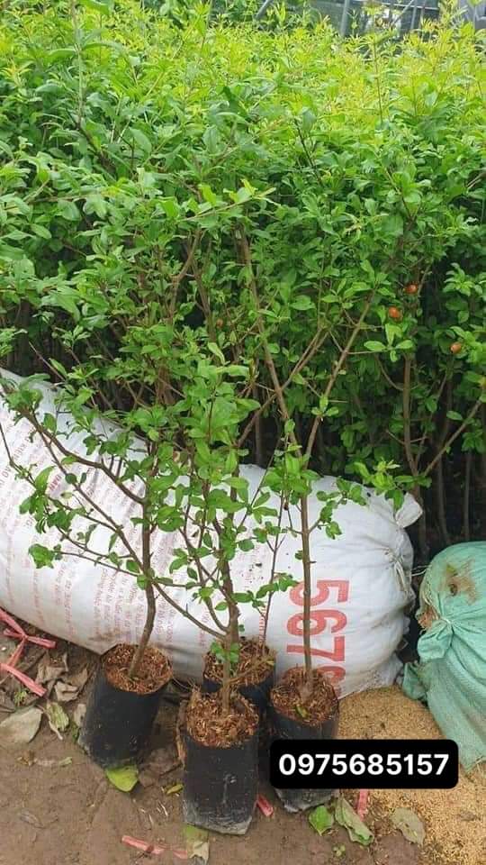 lựu đỏ