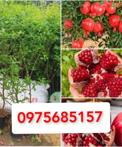 Lựu Đỏ Ấn Độ cây chiết cành, cho quả sau 6 tháng