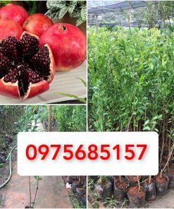 Lựu Peru hạt mềm, ĐỎ trái to - Cây giống chất lượng