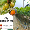 CÂY HỒNG DA TRE - F1  cây ghép chuẩn giống năng xuất cao
