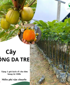 CÂY HỒNG DA TRE - F1  cây ghép chuẩn giống năng xuất cao