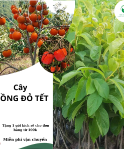 hồng đỏ tét
