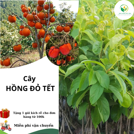 hồng đỏ tét