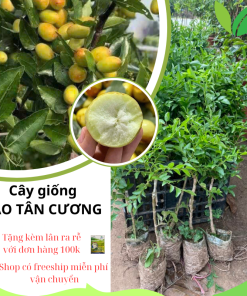 táo tân cương