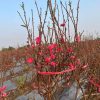 GIỐNG ĐÀO BÍCH - ĐÀO PHAI cây ghép cho hoa sau 10-12 tháng