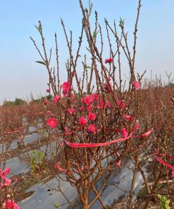 GIỐNG ĐÀO BÍCH - ĐÀO PHAI cây ghép cho hoa sau 10-12 tháng