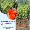 hồng đỏ tháng 8